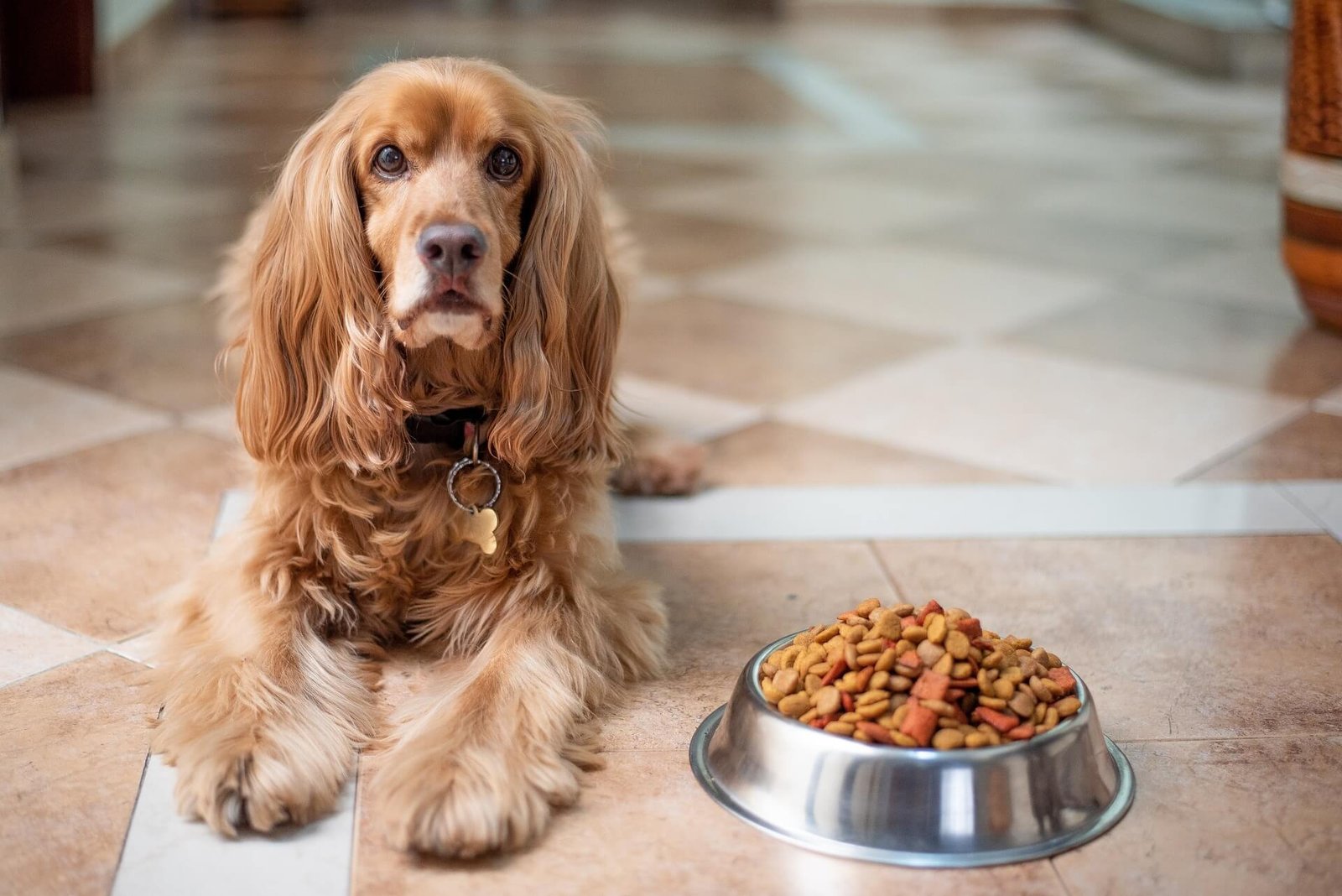 homemade dog food